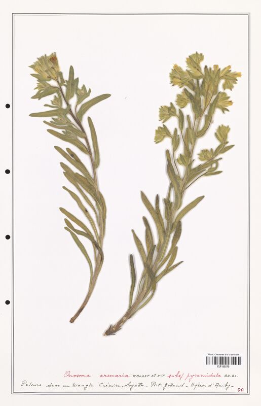 Onosma arenaria  (Boraginaceae)