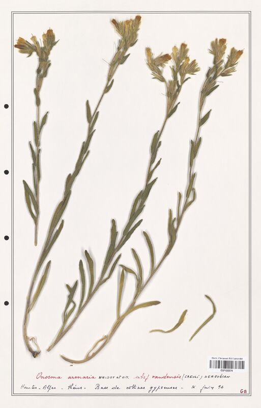 Onosma arenaria  (Boraginaceae)