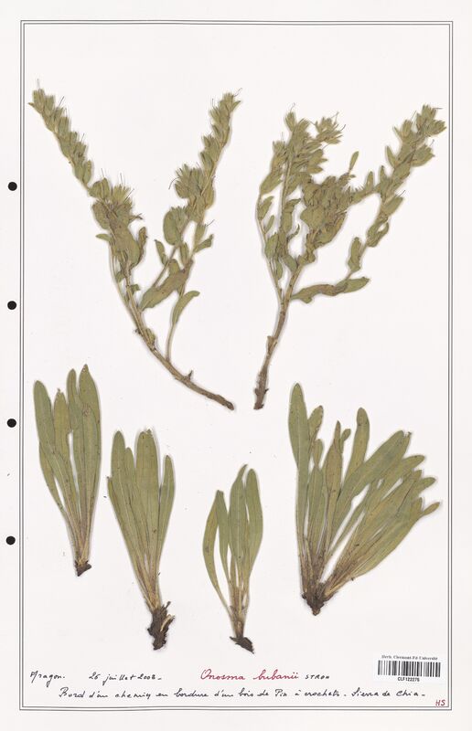 Onosma bubanii  (Boraginaceae)