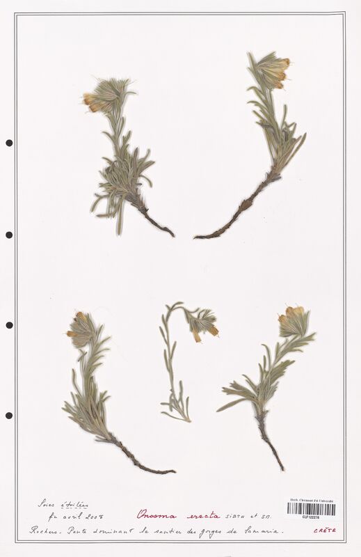 Onosma erecta  (Boraginaceae)