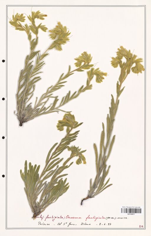 Onosma fastigiata  (Boraginaceae)