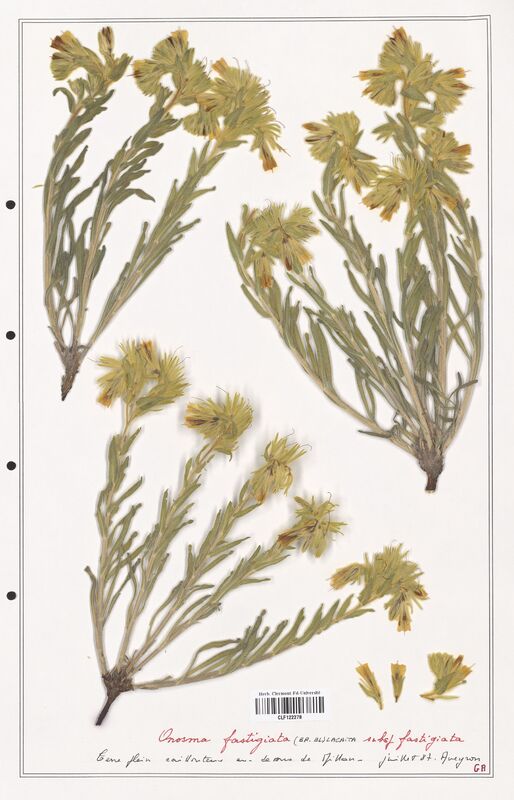 Onosma fastigiata  (Boraginaceae)