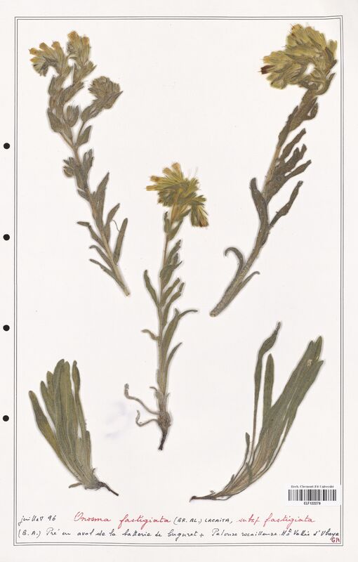 Onosma fastigiata  (Boraginaceae)