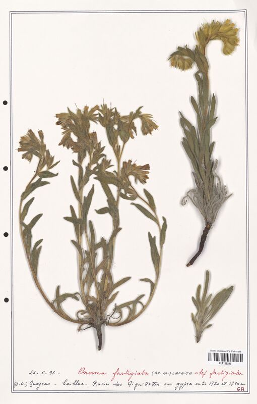 Onosma fastigiata  (Boraginaceae)