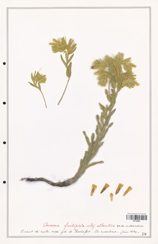 Onosma fastigiata  (Boraginaceae)