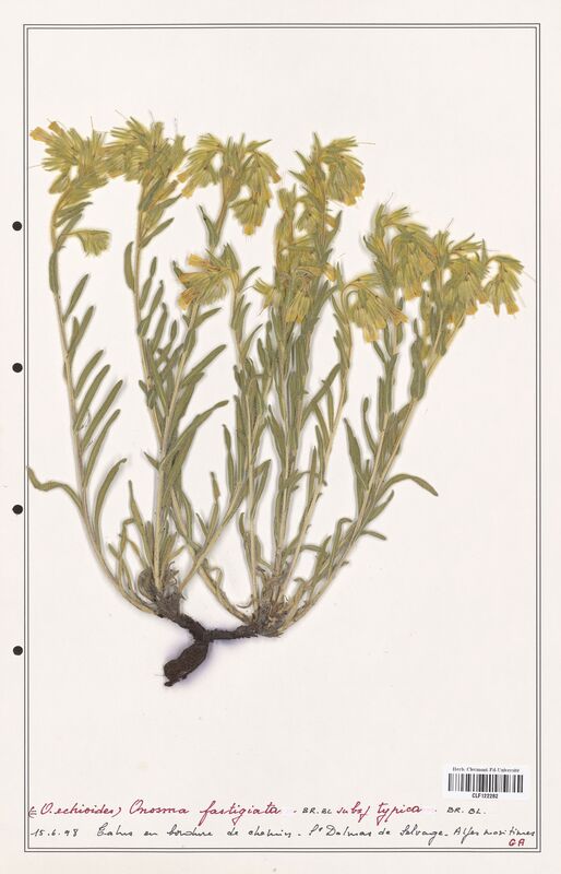 Onosma fastigiata  (Boraginaceae)