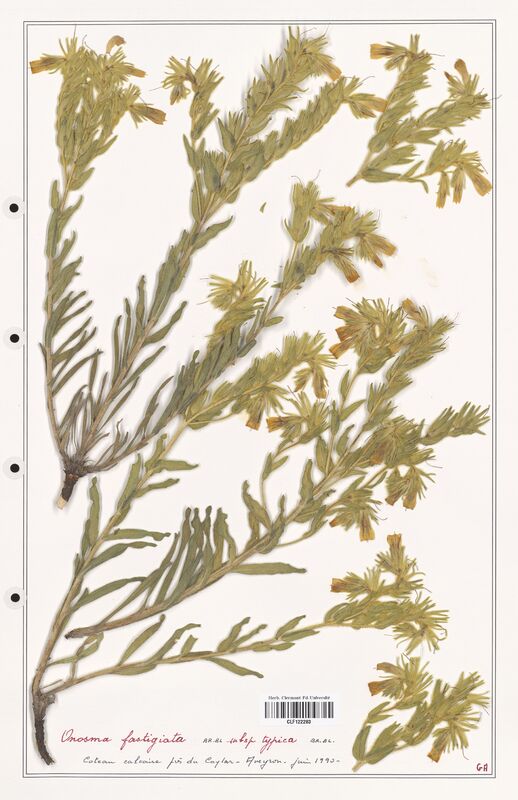 Onosma fastigiata  (Boraginaceae)