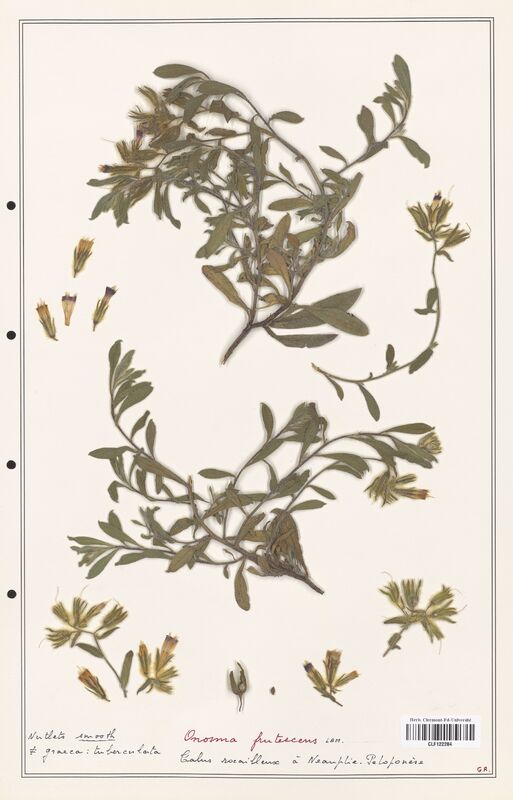 Onosma frutescens  (Boraginaceae)