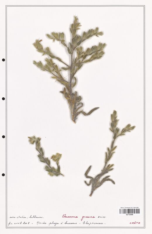 Onosma graeca  (Boraginaceae)