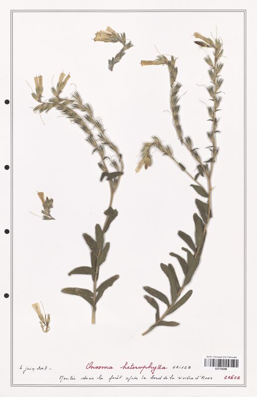 Onosma heterophylla  (Boraginaceae)