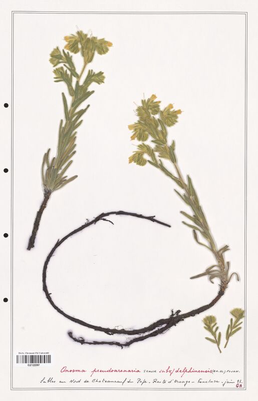 Onosma pseudoarenaria  (Boraginaceae)