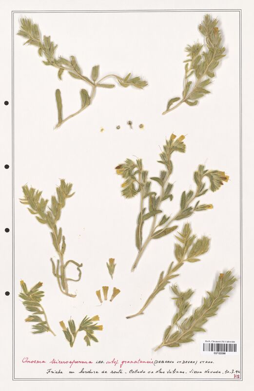 Onosma tricerosperma  (Boraginaceae)