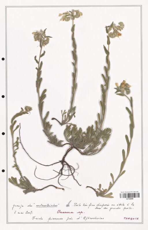 Onosma sp  (Boraginaceae)