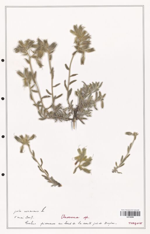 Onosma sp  (Boraginaceae)