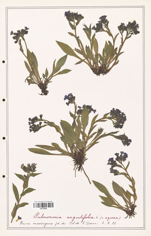 Pulmonaria angustifolia  (Boraginaceae)