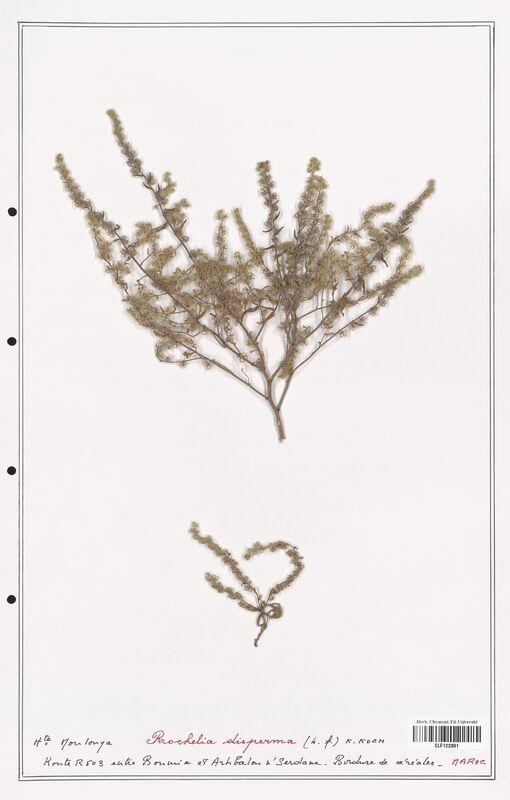 Rochelia disperma  (Boraginaceae)