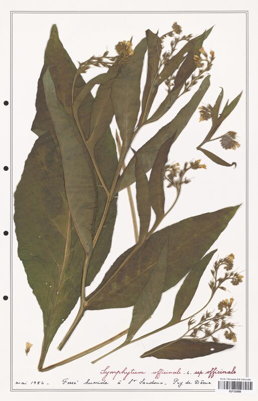 Symphytum officinale  (Boraginaceae)