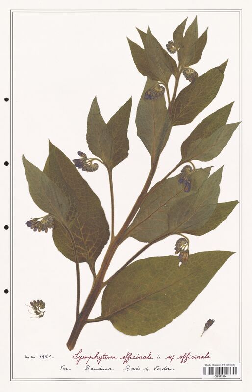 Symphytum officinale  (Boraginaceae)