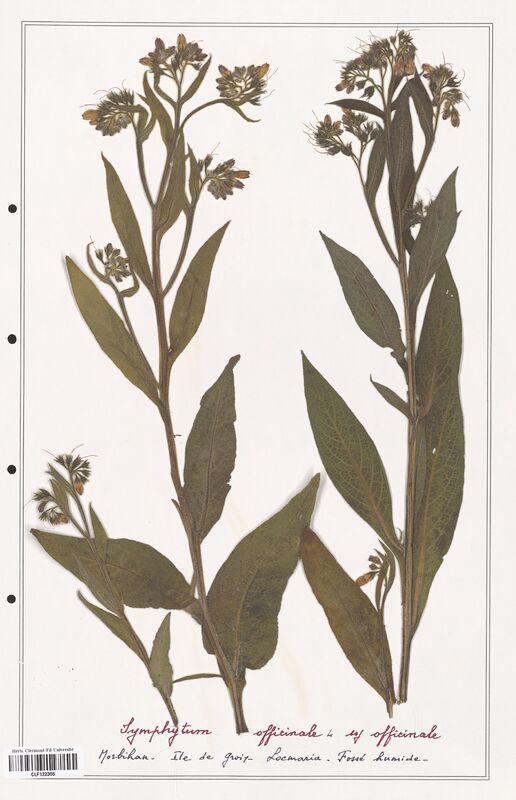 Symphytum officinale  (Boraginaceae)