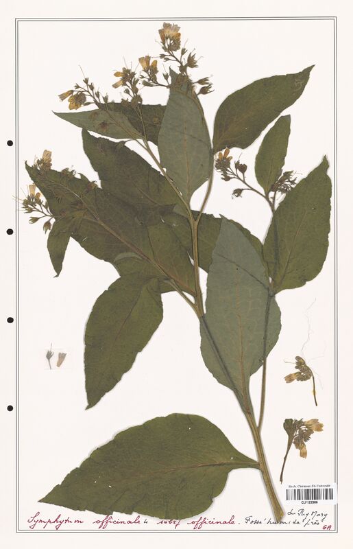 Symphytum officinale  (Boraginaceae)