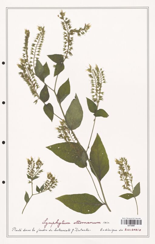 Symphytum ottomanum  (Boraginaceae)