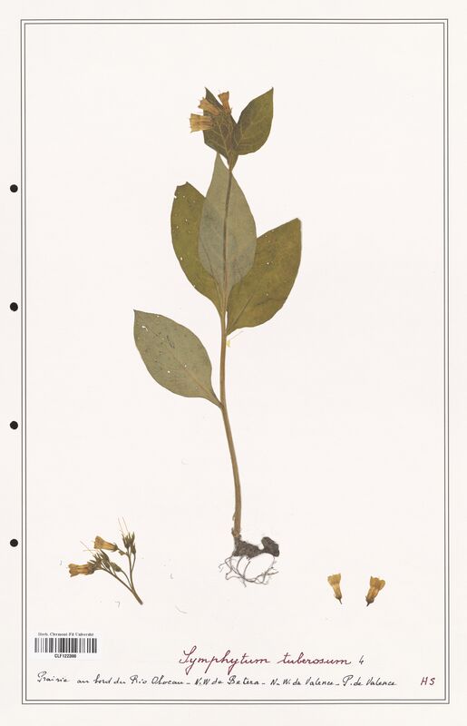 Symphytum tuberosum  (Boraginaceae)