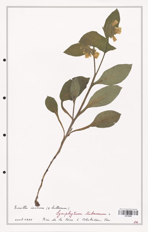 Symphytum tuberosum  (Boraginaceae)