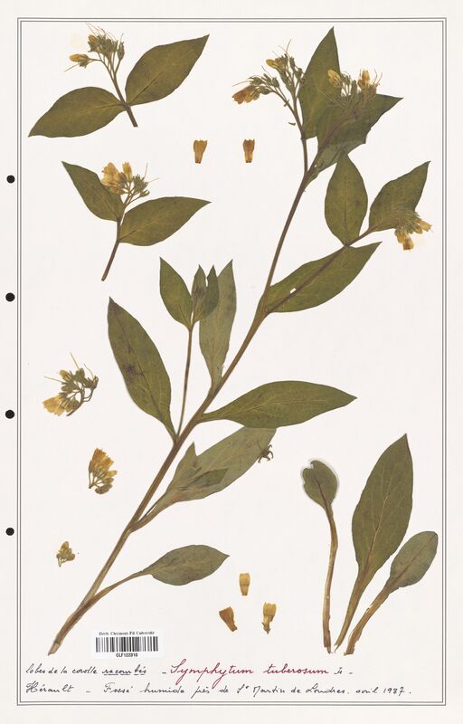 Symphytum tuberosum  (Boraginaceae)