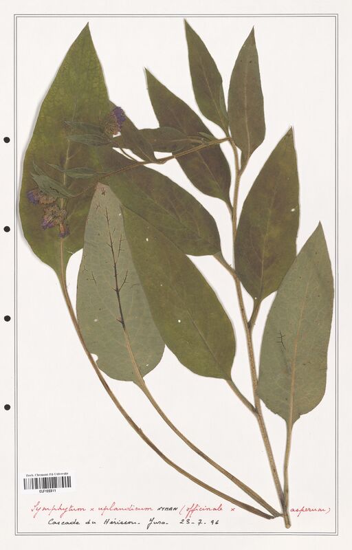 Symphytum x_uplandicum  (Boraginaceae)