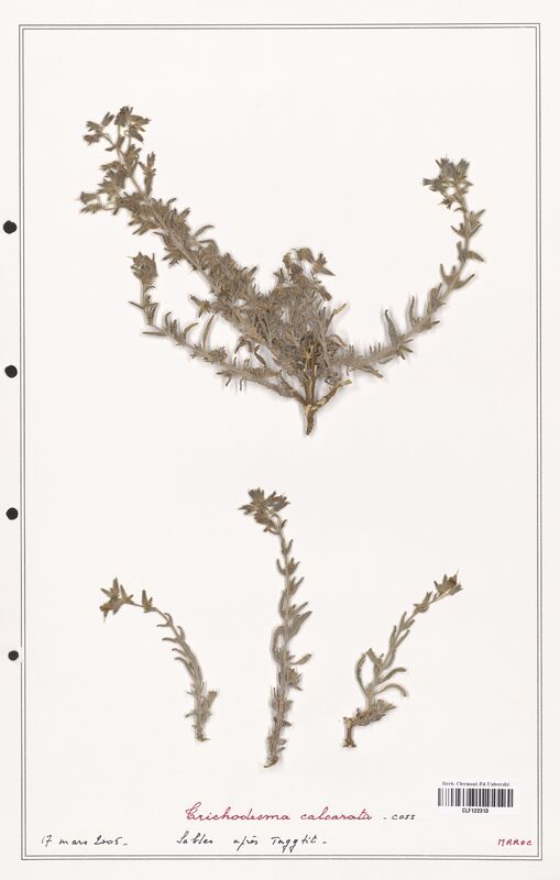 Trichodesma calcarata  (Boraginaceae)