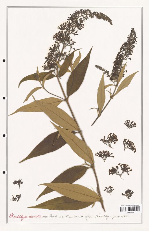 Buddleja davidii  (Scrophuleriaceae)