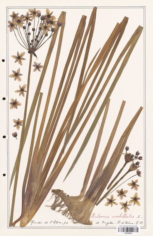 Butomus umbellatus  (Butomaceae)