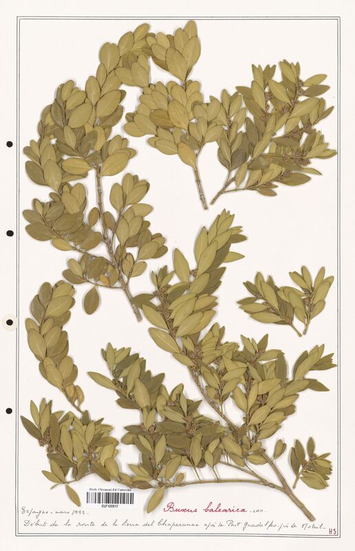 Buxus balearica  (Buxaceae)