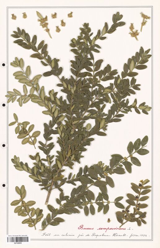 Buxus sempervirens  (Buxaceae)