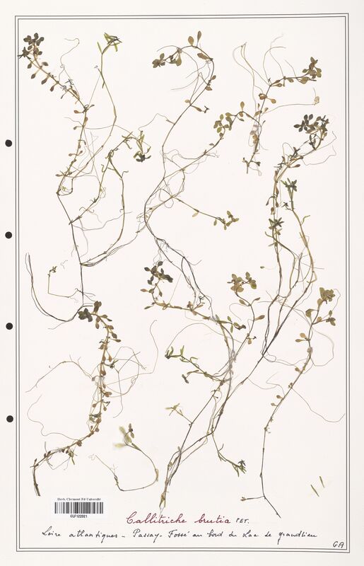 Callitriche brutia  (Plantaginaceae)