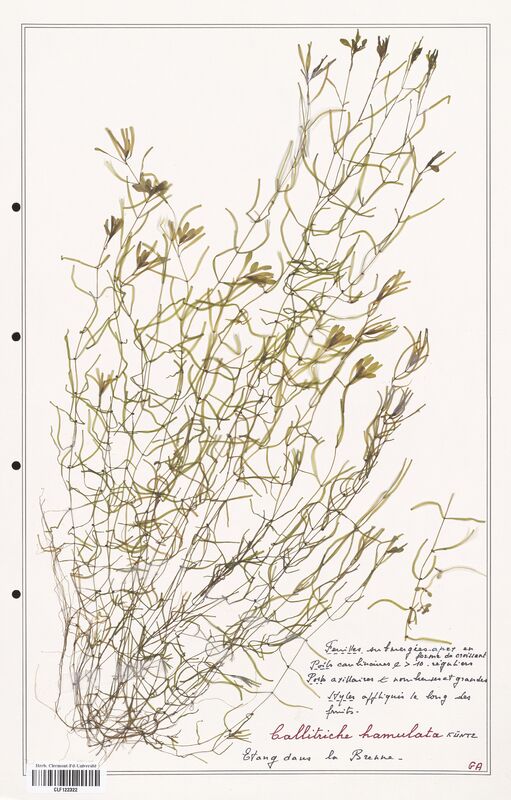 Callitriche hamulata  (Plantaginaceae)