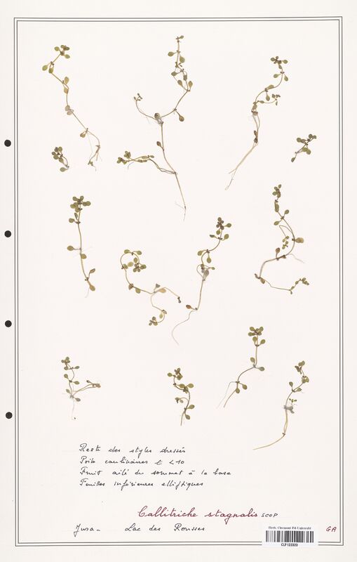 Callitriche stagnalis  (Plantaginaceae)