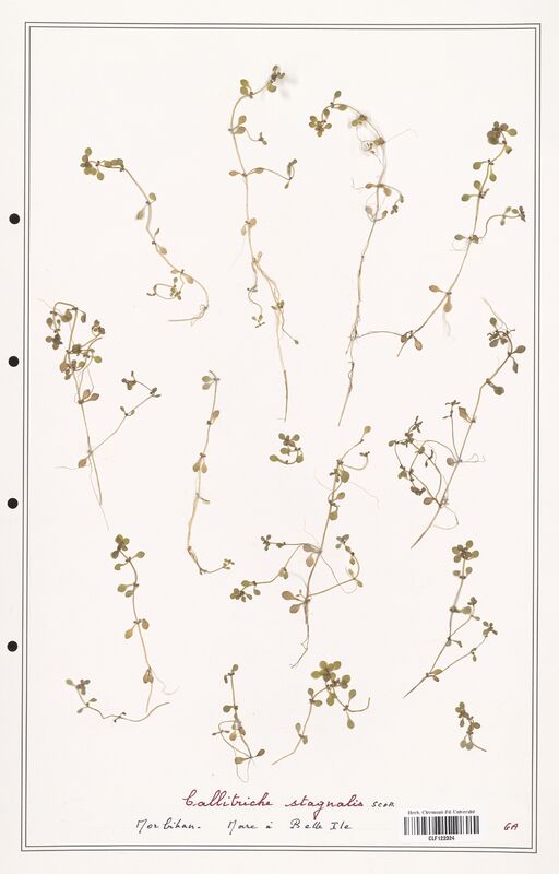 Callitriche stagnalis  (Plantaginaceae)