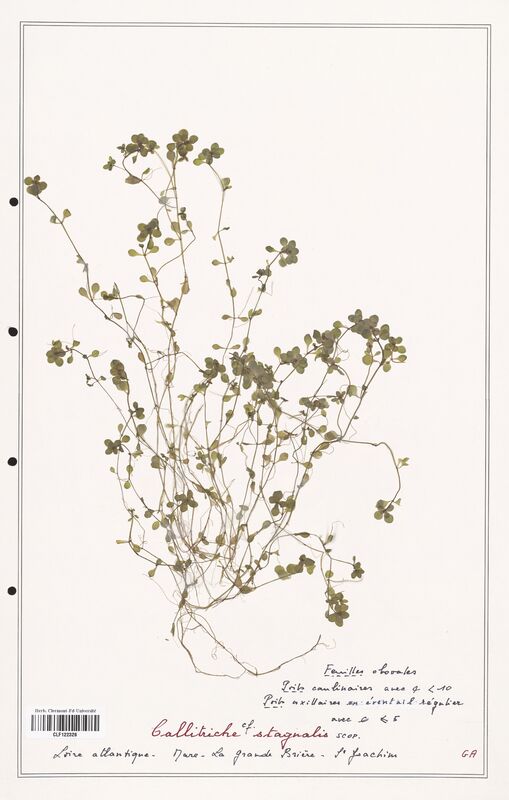 Callitriche stagnalis  (Plantaginaceae)