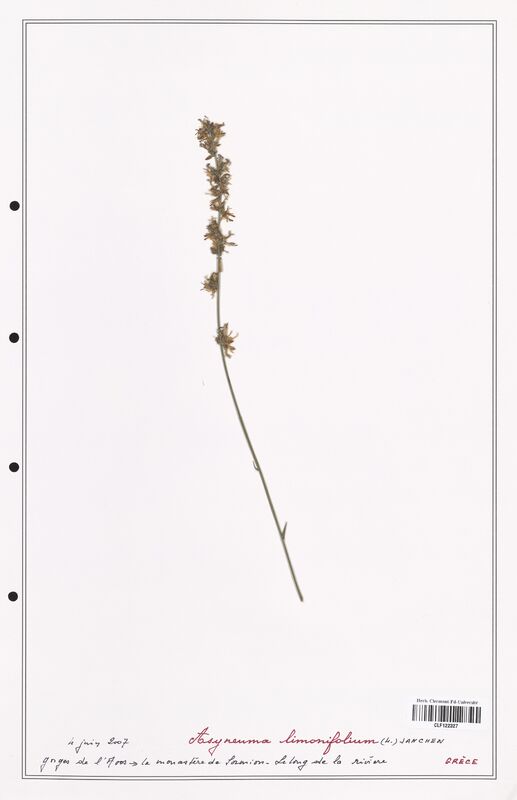 Asyneuma limonifolium  (Campanulaceae)