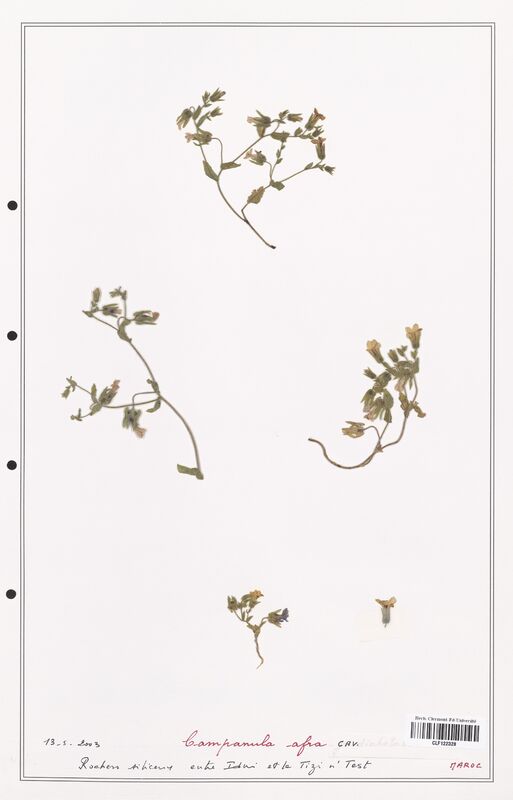 Campanula afra  (Campanulaceae)