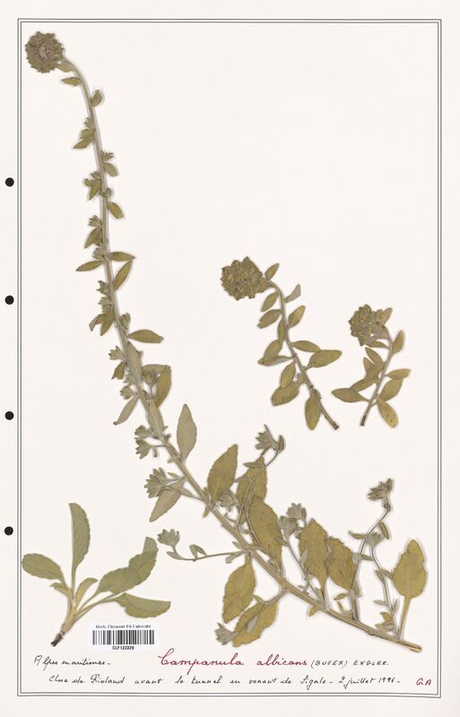 Campanula albicans  (Campanulaceae)