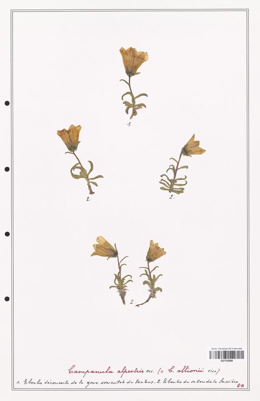 Campanula alpestris  (Campanulaceae)