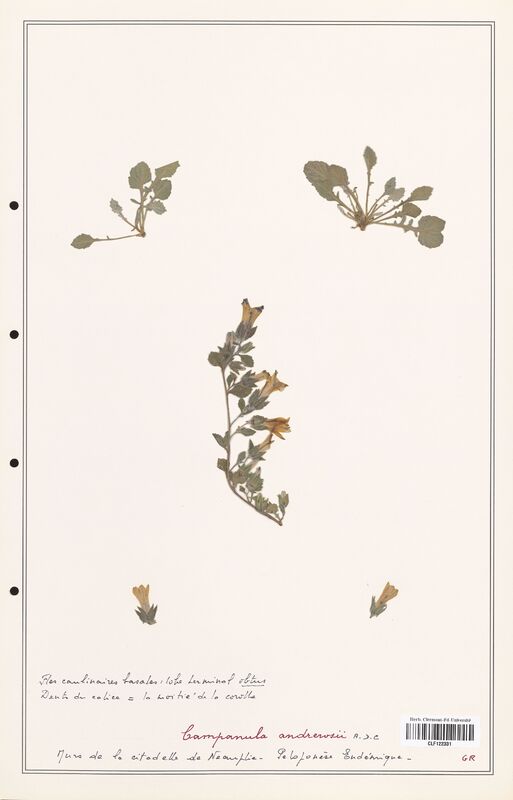 Campanula andrerosii  (Campanulaceae)