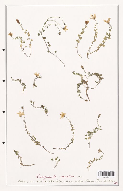 Campanula arvatica  (Campanulaceae)