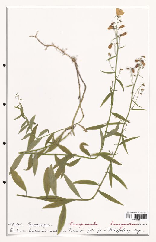 Campanula baumgartenii  (Campanulaceae)