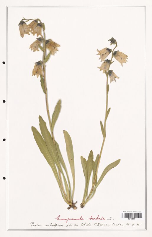 Campanula barbata  (Campanulaceae)