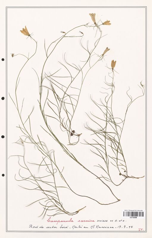 Campanula carnica  (Campanulaceae)