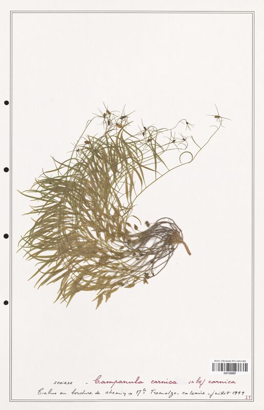 Campanula carnica  (Campanulaceae)