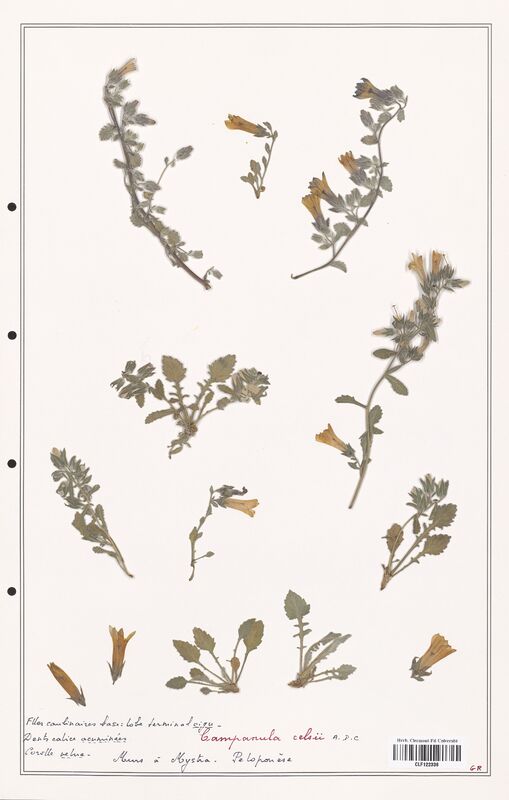 Campanula celsii  (Campanulaceae)